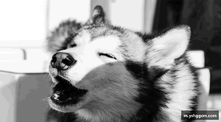 拼尽全力，勇攀人生的高峰。